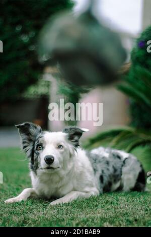 Blue Merle Border Collie spielt im Garten in einem Sommertag Stockfoto