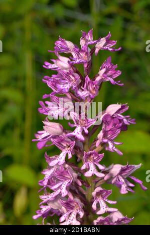 Military Orchid, Orchis militaris, selten, Buckinghamshire, Großbritannien Stockfoto