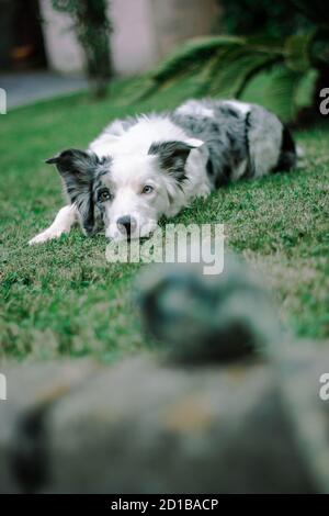 Blue Merle Border Collie spielt im Garten in einem Sommertag Stockfoto