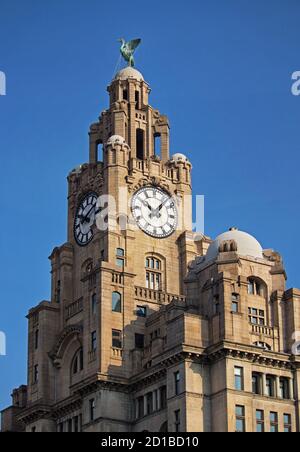 Der Uhrenturm am Royal Liver Building, in dem einer der berühmten Liver-Vögel Liverpools untergebracht ist. Stockfoto