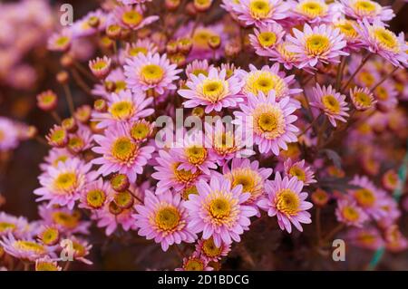 Rosa Chrysanthemen in grünen Blättern. Bush der Herbstchrysanthemen. Gartenpflanzen. Stockfoto