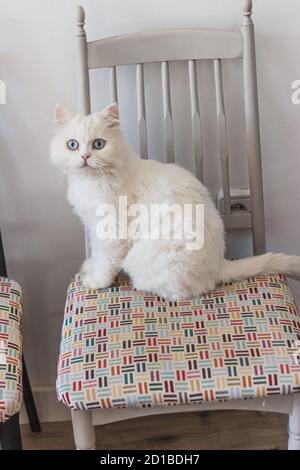 Weiße perserkatze sitzt an verschiedenen Orten und spielt Stockfoto