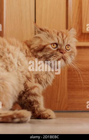 Braune perserkatze sitzt an verschiedenen Orten und spielt Stockfoto