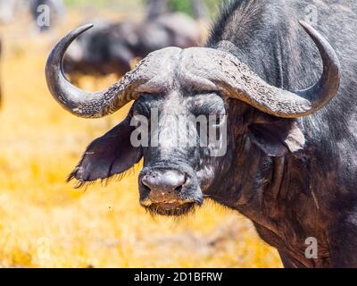 Nahaufnahme des afrikanischen Kapbüffels, Syncerus Caffer, Moremi Game Reserve, Okavango Region, Botswana, Afrika. Stockfoto