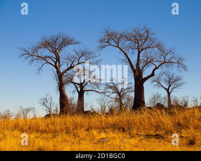 Gruppe von Baobab Bäumen in Baobab Paradise in der Nähe von Savuti (Chobe National Park, Botswana) Stockfoto