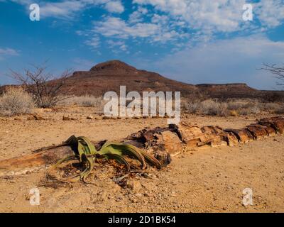 Landschaft am versteinerten Wald im Damaraland mit Welwitschia-Pflanze (Namibia) Stockfoto