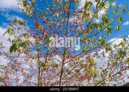 Spindelbaum oder Spindelbusch, Euonym Europaeus, voll von roten Beeren im Herbst. Auch bekannt als europäische Spindel / gemeinsame Spindel. Suffolk, Großbritannien. Stockfoto