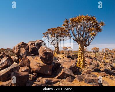 Köcherbaumwald an sonnigen Tagen mit blauem Himmel, Namibia Stockfoto