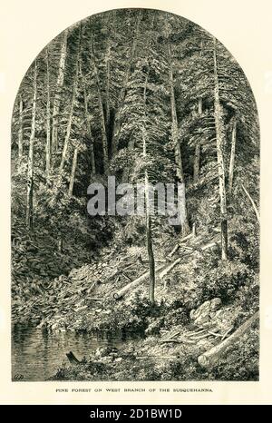 Antike Gravur eines Pinienwaldes am Westarm des Susquehanna River, der vollständig im Bundesstaat Pennsylvania, USA, fließt. Illustrati Stockfoto