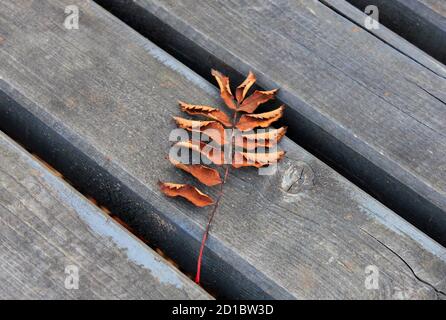 Auf einer Bank liegt das herbstliche Eberesche-Blatt Stockfoto