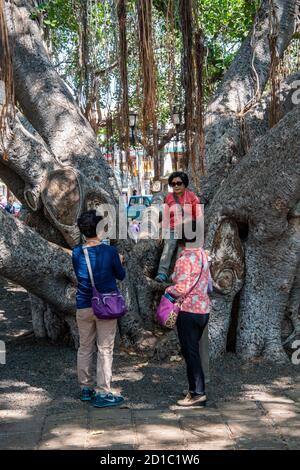 Maui, Hawaii. Eine Gruppe von drei asiatischen Damen, die am Banyan Tree in der Innenstadt von Lahaina fotografieren. Stockfoto