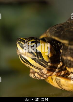 Detailansicht des Schildkrötenkopfes, Seitenansicht, Trachemys scripta elegans Stockfoto