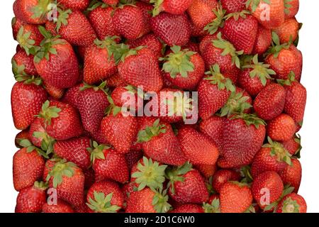 Erdbeeren sind frisch vor dem Hintergrund der Natur viele reife Beeren. Stockfoto