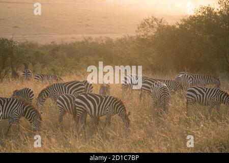 Eine Herde Zebras grast auf üppigem Gras im goldenen Morgenglanz des Sonnenaufgangs im Masai Mara Reserve während der großen Wanderung in Kenia. Horizontal. Stockfoto