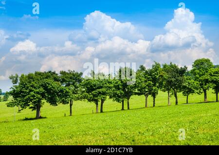 Reihe von üppigen grünen Bäumen in der Straße Gasse an sonnigen Sommertag mit blauen Himmel und weißen Wolken. Stockfoto