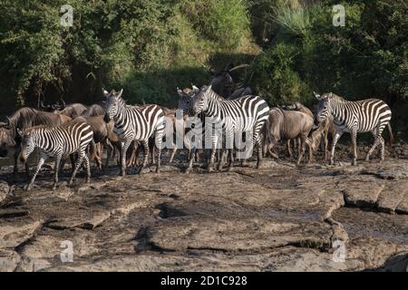 Eine Herde Zebras wird eine Blendung genannt. Diese Herde steht am Ufer und Paprika, um den Talek River in Kenia während der großen Migration zu überqueren. Horizontal Stockfoto