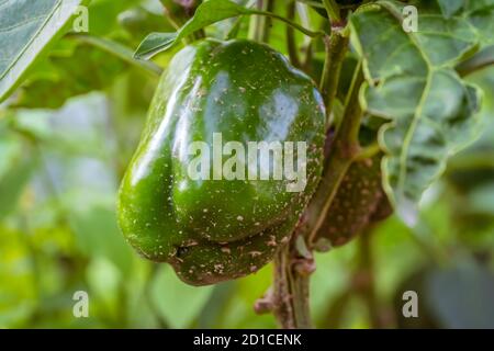 Grüne Paprika wachsen im Garten. Ernte. Schöne Gemüse Hintergrund von Paprika Stockfoto