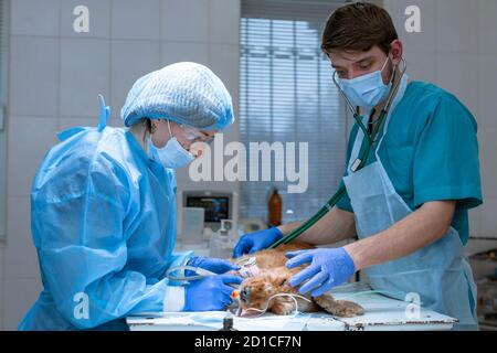 Ein Tierarzt Zahnarzt und Anästhesisten eine Operation die Zähne eines Hundes zu reinigen. Der Hund ist betäubt auf dem OP-Tisch. Pet-healthcare Konzept. Stockfoto