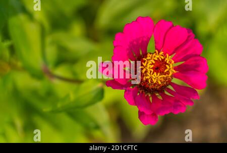 Rosa Zinnia Eleganz, bekannt als Jugend und Alter, gewöhnliche Zinnia oder elegante Zinnia. Schöner Hintergrund von rosa Zinnia Blumen, kopieren Raum. Stockfoto