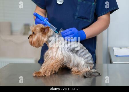 Tierarzt Arzt Injektion zu Yorkshire Terrier Hund. Stockfoto