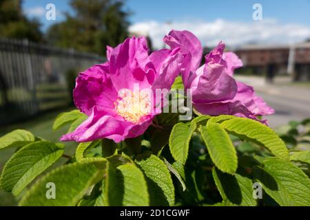 Strandrose Rosa Rugosa Nahaufnahmen Stockfoto