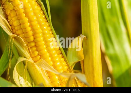 Öffnen Sie die Ohren des reifen Mais Nahaufnahme. Maisfeld. Stockfoto