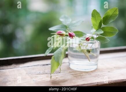 Rosehips Zweige mit Knospen in einer Glasvase. Vase mit Waldblumen auf offenem Holzfenster. Landmorgen in einem Dorfkonzept. Ruhiges und friedliches Leben in einem Land. Stockfoto