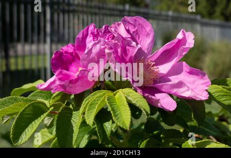 Strandrose Rosa Rugosa Nahaufnahmen Stockfoto