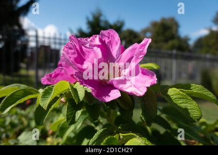 Strandrose Rosa Rugosa Nahaufnahmen Stockfoto