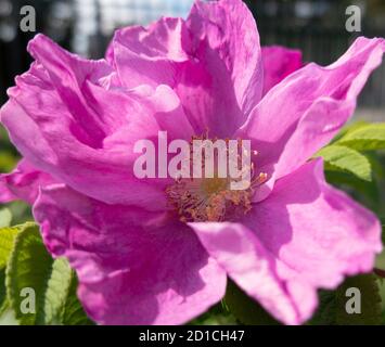 Strandrose Rosa Rugosa Nahaufnahmen Stockfoto