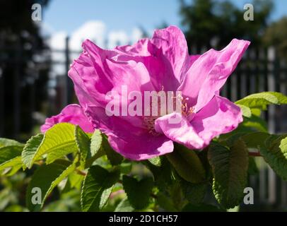 Strandrose Rosa Rugosa Nahaufnahmen Stockfoto