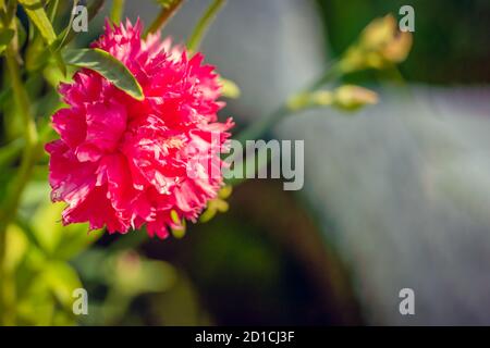 Nahaufnahme einer rosa Chabot Garten Nelke Blume im Garten an einem sonnigen Tag. Selektiver Fokus Stockfoto