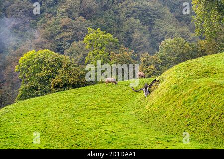 Impressionen im Tessin Muggiotal, Breggia, Schweiz Stockfoto