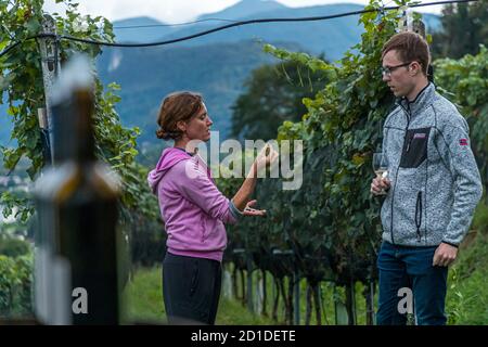 Die Reben der Tenuta San Giorgio. Expertengespräch im Weinberg. Ende September ist die Ernte bereits abgeschlossen und die Kellerarbeiten sind in vollem Gange, Circolo d'Agno, Schweiz Stockfoto