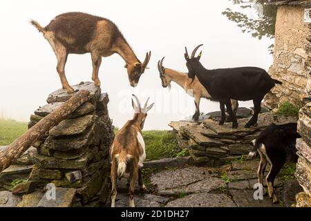 Wenn Sie von Roccolo Meri in Richtung Monte Generoso laufen, kommen Sie an einigen baufälligen Häusern vorbei. In den alten Mauern haben sich Ziegen wohlgefühlt. Impressionen im Tessin Muggiotal, Breggia, Schweiz Stockfoto