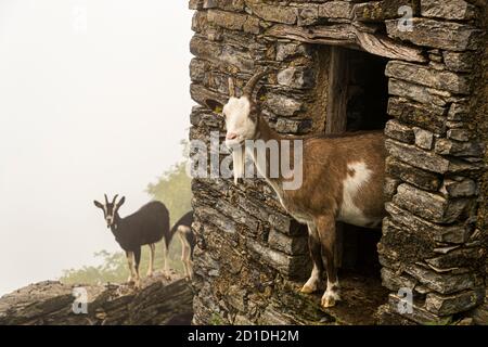 Wenn Sie von Roccolo Meri in Richtung Monte Generoso laufen, kommen Sie an einigen baufälligen Häusern vorbei. In den alten Mauern haben sich Ziegen wohlgefühlt. Impressionen im Tessin Muggiotal, Breggia, Schweiz Stockfoto