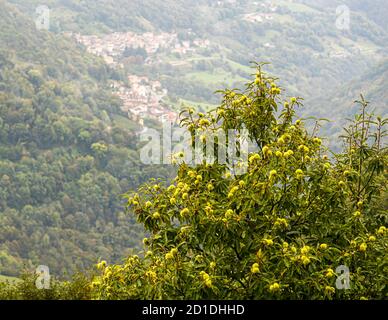 Kastanienbäume im Valle di Muggio. Noch heute wird ein jährliches Kastanienfest gefeiert. In der Vergangenheit waren Kastanien ein Grundnahrungsmittel der armen Landbevölkerung. Impressionen im Tessin Muggiotal, Breggia, Schweiz Stockfoto