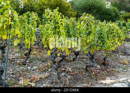 Visperterminens höchster Weinberg Europas Visp, Schweiz. Die Reben der Heida, die ihren Wurzeln treu sind, widerstanden im letzten Jahrhundert sogar der Reblaus-Pest. Stockfoto
