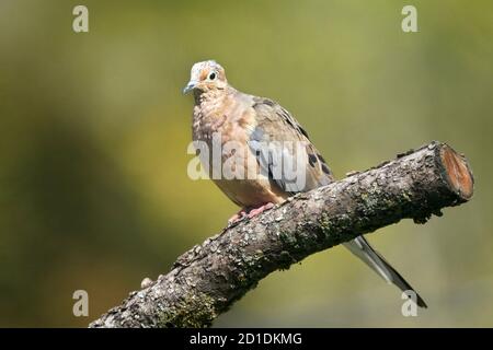 Trauernde Tauben in Herbstszenerien Stockfoto