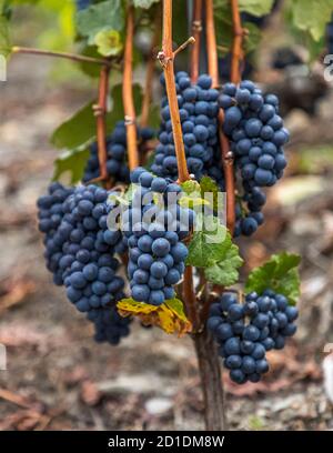 Visperterminens höchster Weinberg Europas Visp, Schweiz Stockfoto