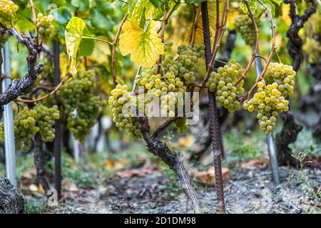 Visperterminens höchster Weinberg Europas Visp, Schweiz Stockfoto