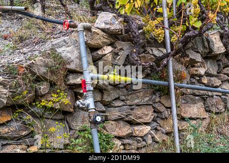 Visperterminens höchster Weinberg Europas Visp, Schweiz Stockfoto