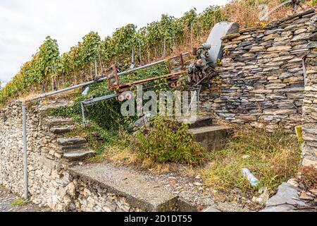 Weinberg mit Traubentransporter im Schweizer Wallis bei Sion, Schweiz Stockfoto