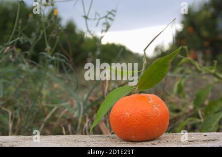 Detail einer frisch geernteten Mandarine mit dem Feld als Hintergrund ist nicht fokussiert, und der Kopierbereich ist neben IT Stockfoto