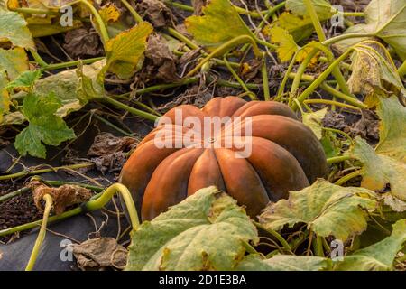 Big orange Kürbis im Garten wächst Stockfoto