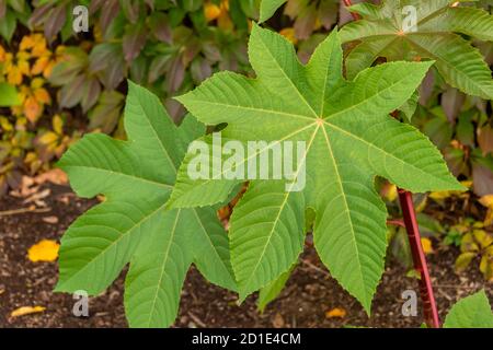 Rizinusölpflanze Ricinus communis grüne Blätter Stockfoto