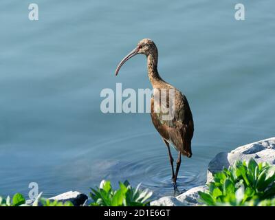 Ein glänzendes Ibis, das in einem Teich steht Stockfoto