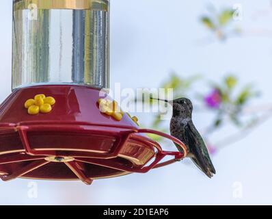 Annas Kolibri (Weibchen) thront auf einem Futterhäuschen Stockfoto