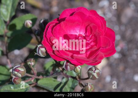 China Rose Rosa chinensis ist eine extensiv kultivierte Art als Zierpflanze. Stockfoto