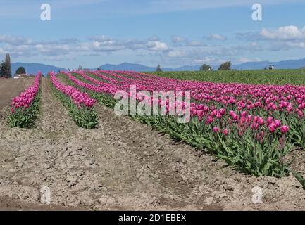 Reihen von rosa Tulpen in Skagit Valley, Washington Stockfoto